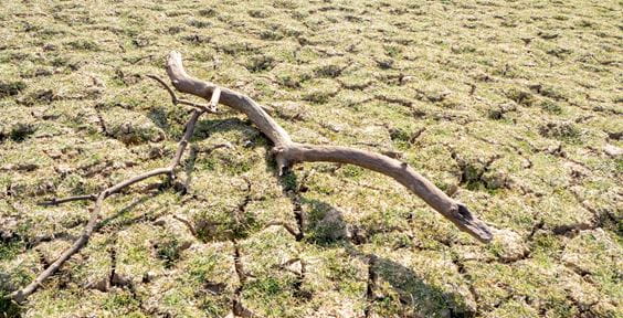 Branche morte sur sol séché – Problèmes d'eaux souterraines : cachés à la vue de tous