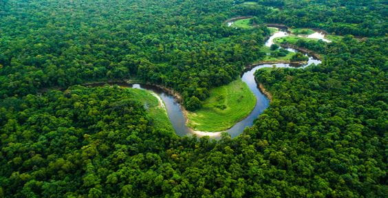 Au-delà du climat : il est temps pour les investisseurs de protéger la biodiversité